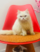 Persian Cat for Sale